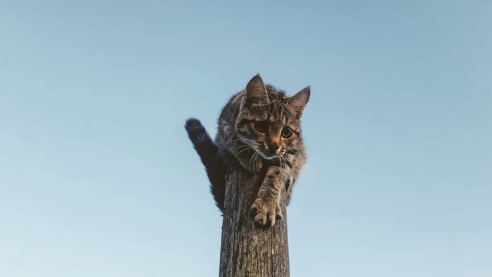 Koteich from the village - My, Mobile photography, cat, Samsung Galaxy S9 plus