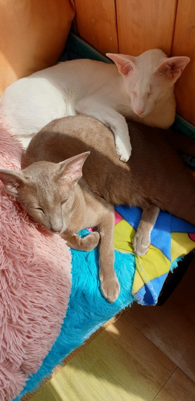 summer tan - My, Oriental cats, Milota, cat