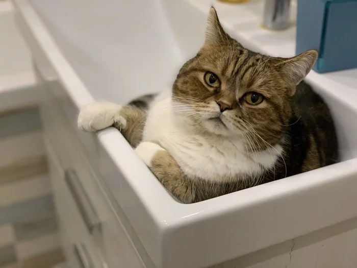New prime catister - My, Come in, cat, Important, cat house, Sink