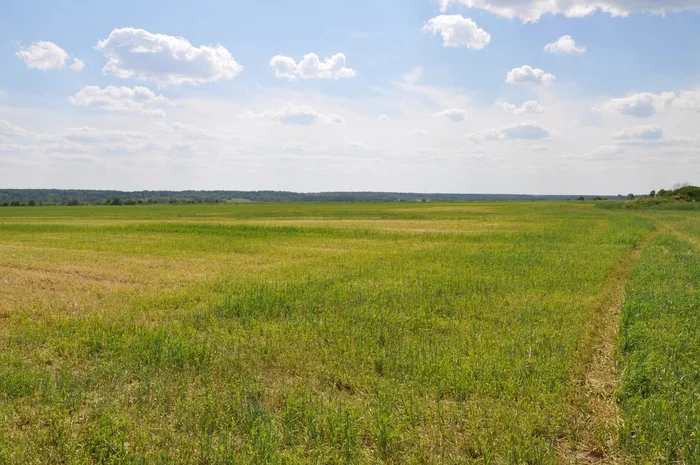 The beauty of the Arkhangelsk and Vologda region - My, Arkhangelsk, Vologda, Arkhangelsk region, Vologodskaya Oblast, Drone, Business trip, Nature, beauty of nature, , From high, Travels, June, Longpost