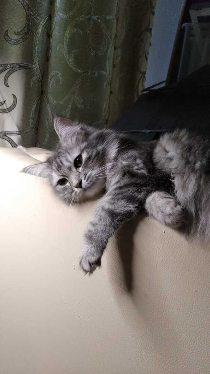 Тлен