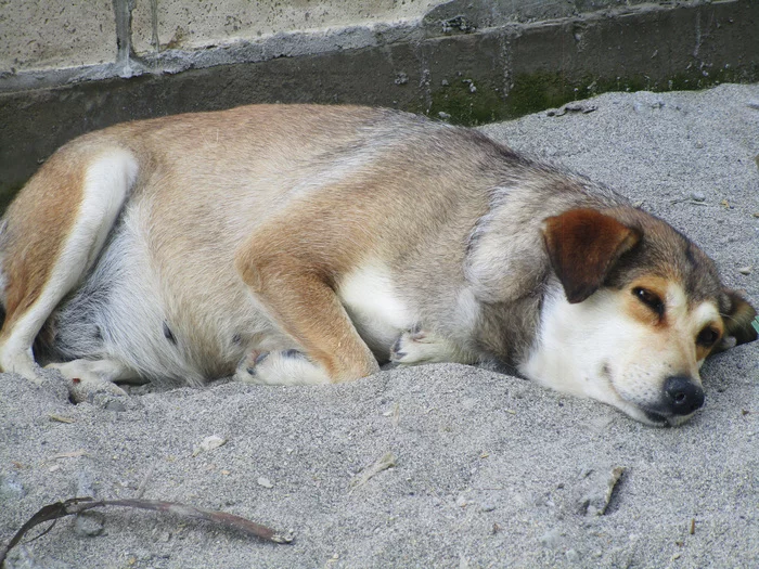 Batonski at ease - My, Dog, The photo, Fat, Fullness