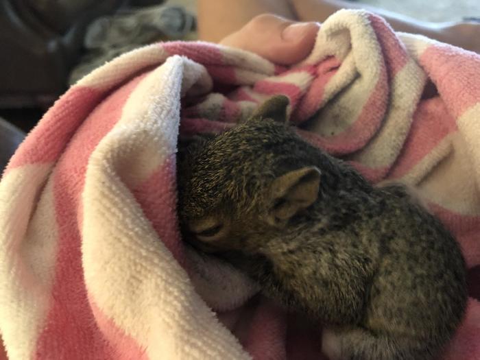 как мы спасли белку. Смотреть фото как мы спасли белку. Смотреть картинку как мы спасли белку. Картинка про как мы спасли белку. Фото как мы спасли белку как мы спасли белку. Смотреть фото как мы спасли белку. Смотреть картинку как мы спасли белку. Картинка про как мы спасли белку. Фото как мы спасли белку