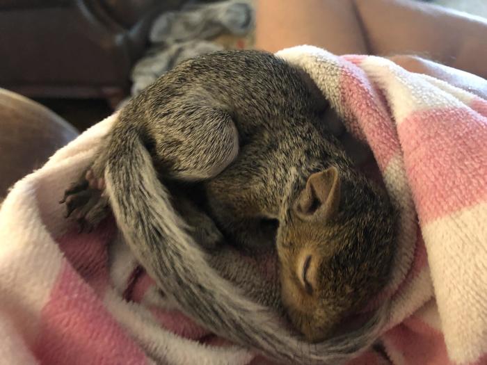 как мы спасли белку. Смотреть фото как мы спасли белку. Смотреть картинку как мы спасли белку. Картинка про как мы спасли белку. Фото как мы спасли белку как мы спасли белку. Смотреть фото как мы спасли белку. Смотреть картинку как мы спасли белку. Картинка про как мы спасли белку. Фото как мы спасли белку