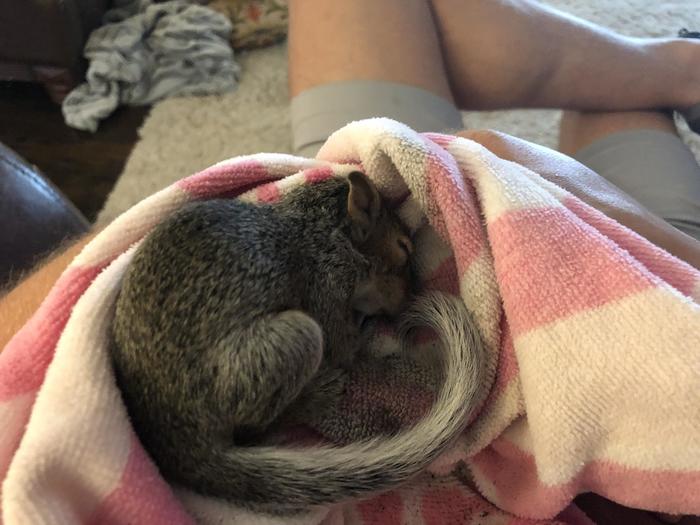 как мы спасли белку. Смотреть фото как мы спасли белку. Смотреть картинку как мы спасли белку. Картинка про как мы спасли белку. Фото как мы спасли белку как мы спасли белку. Смотреть фото как мы спасли белку. Смотреть картинку как мы спасли белку. Картинка про как мы спасли белку. Фото как мы спасли белку