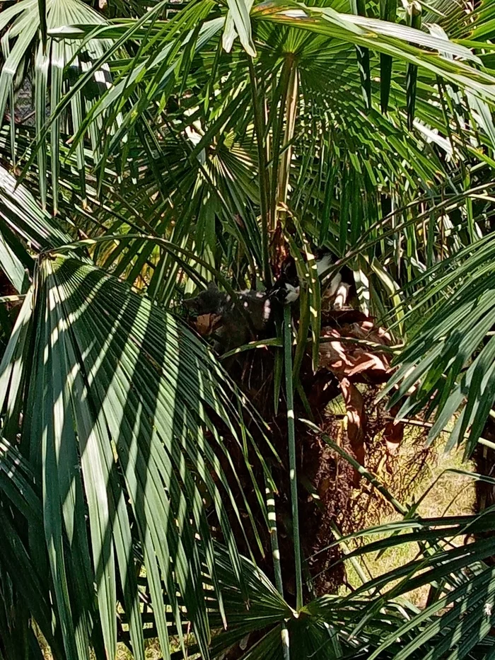 These are the fruits that grow on palm trees) - cat, Tree, Palm trees, Photo on sneaker, Milota