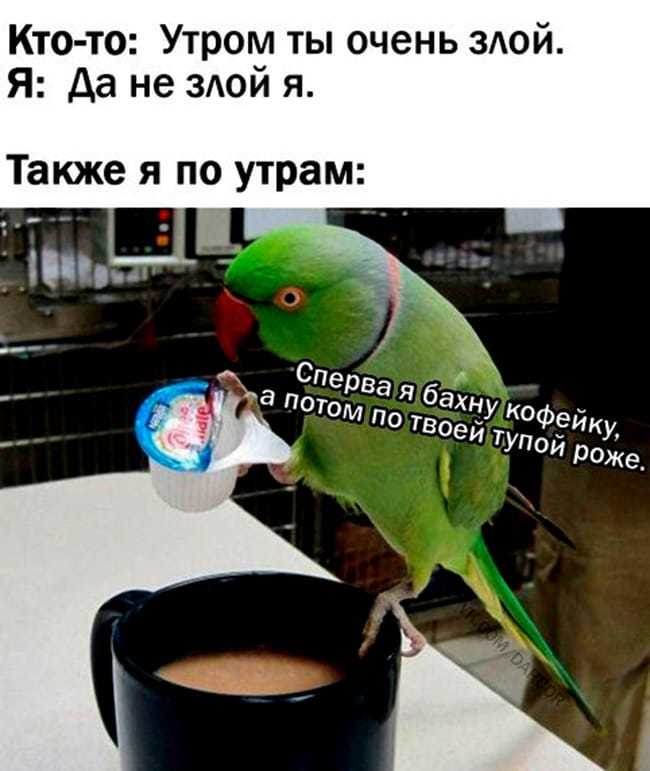 Work week morning - Picture with text, Humor, From the network, A parrot, Good morning, Coffee