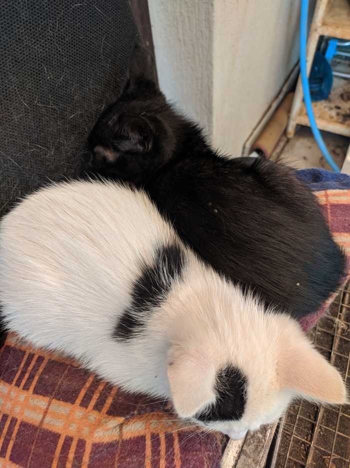 Almost Yin Yang - My, Kittens, Dream, cat