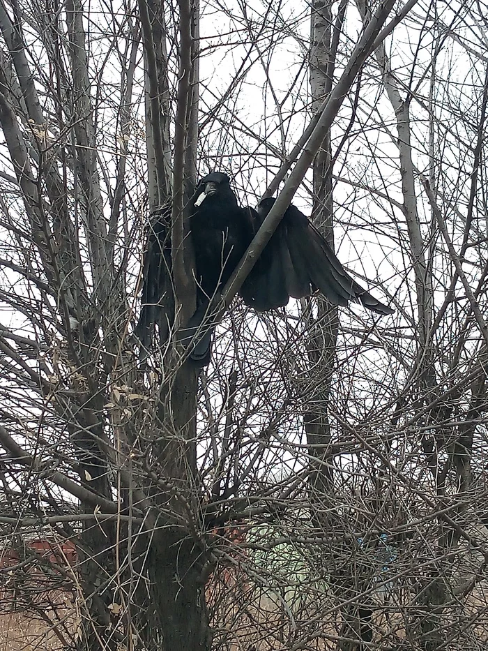 Reply to the post For all the cool bird fans - My, The photo, Crow, Cigarettes, Cool guy, Humor, Reply to post