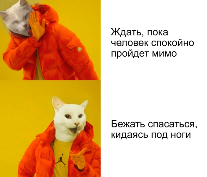 И специально подставлять лапы под ноги