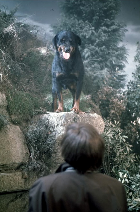 Probably the scariest dog in the old movie - Movies, Thriller, Omen, Dog, Rottweiler