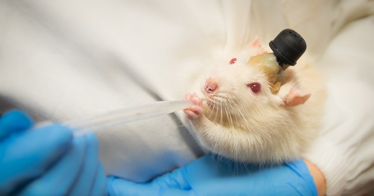 Вакцина мыши. Лабораторная крыса. Лабораторные животные. Лабораторные мыши.
