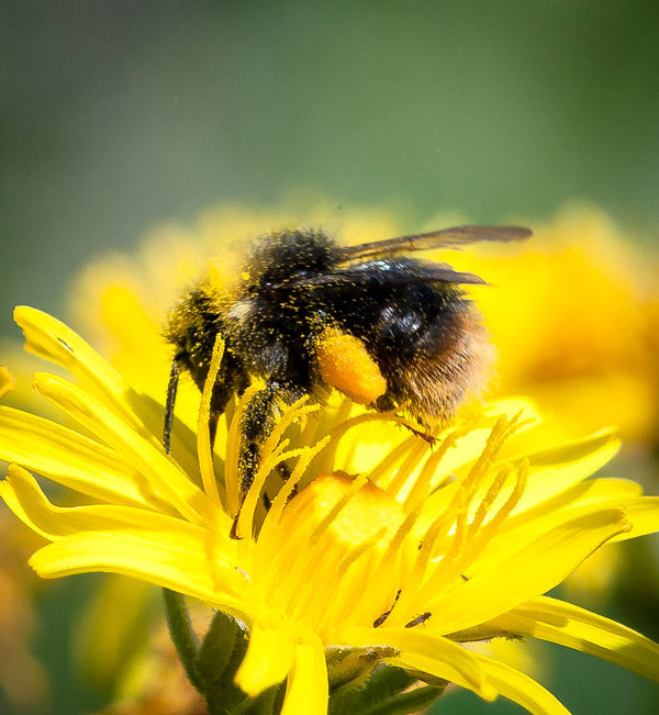 Bumblebee - My, The photo, Bumblebee, Insects, Longpost