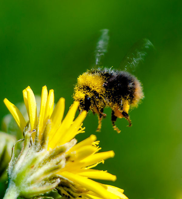 Bumblebee - My, The photo, Bumblebee, Insects, Longpost