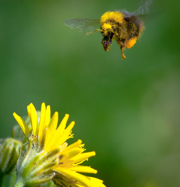 Bumblebee - My, The photo, Bumblebee, Insects, Longpost