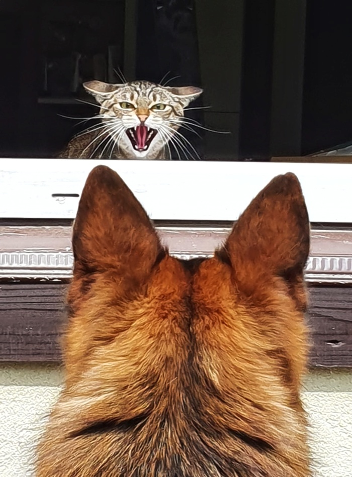 ������ ��������