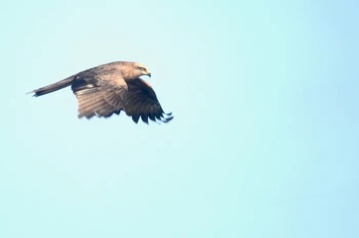 Flight of the Hawk - My, Hawk, Sky, Nikon d7000, Mto500