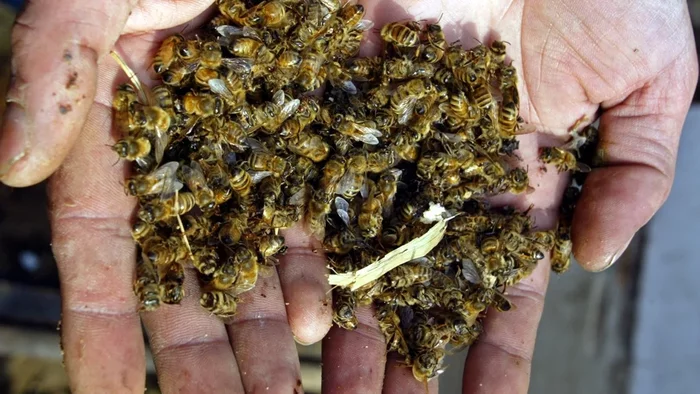 Perennial pestilence: What kind of crisis is happening to bees in Bashkiria? Let's try to figure it out - Bees, Pestilence, Insects, Animals, Yandex Zen, Yandex Zen (link), Longpost