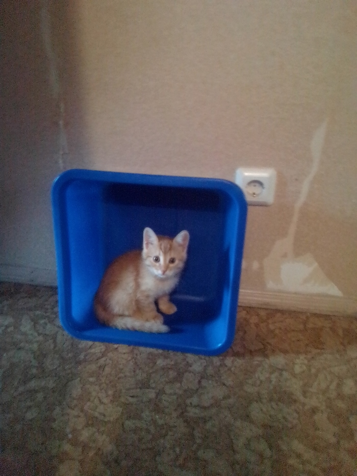 Квадрат Котевича