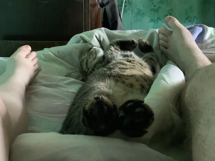 Finally a day off - My, cat, Legs, Paws, Weekend, Relaxation, Dream