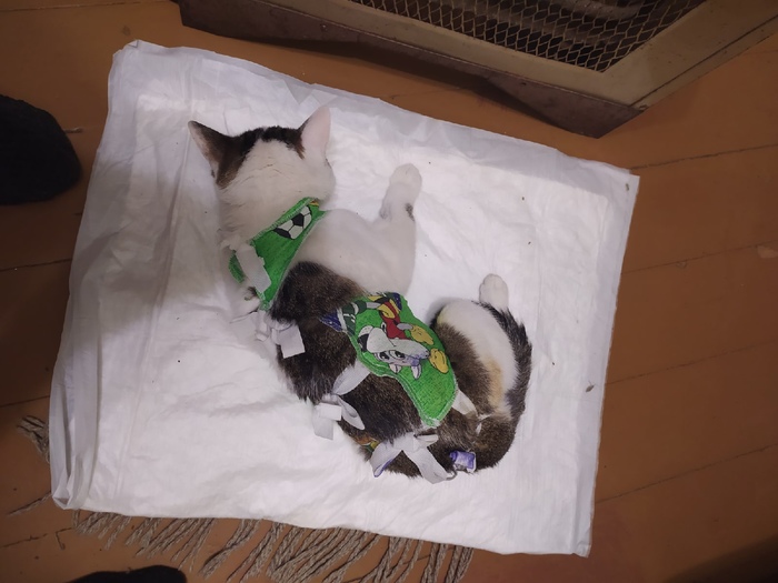        , ,  , ,   ,   , 