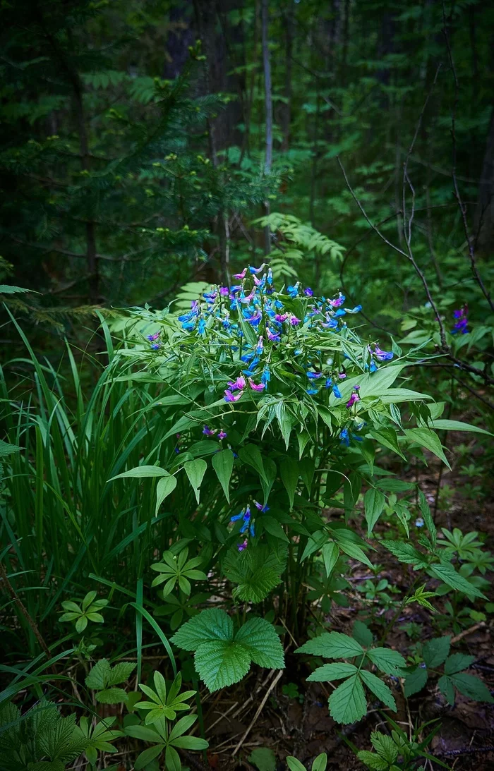 Does anyone know what these flowers are called? - My, Forest, Flowers, Nature, Relaxation, Walk