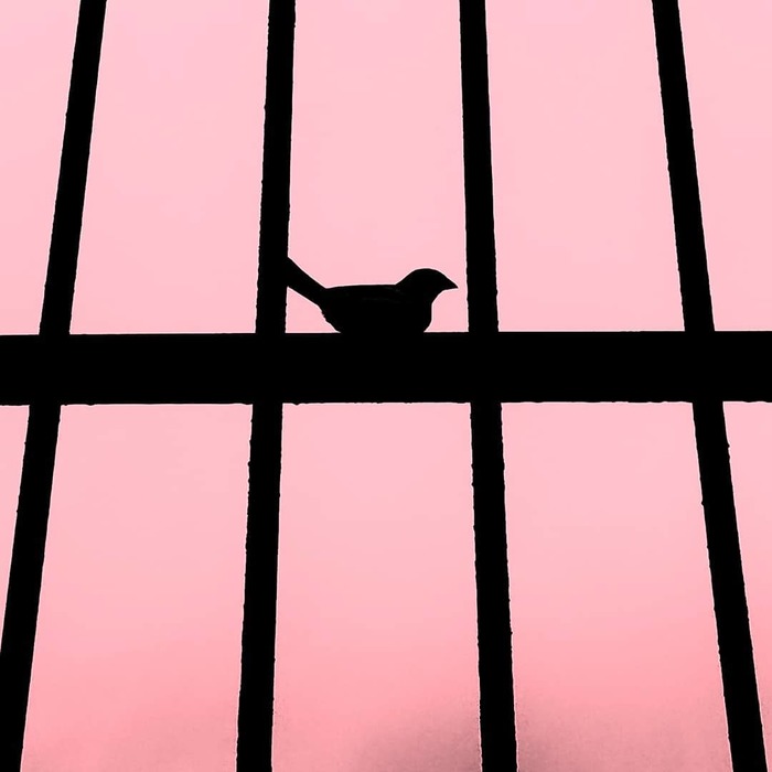 Caged bird - My, The photo, Birds, Minimalism, Mobile photography
