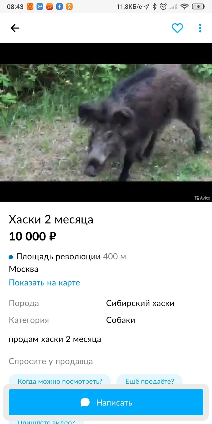 Beautiful husky puppy - Avito, Boar, Screenshot