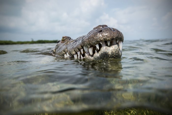Crocodile dil dil swims - The photo, Crocodile, wildlife, Animals, Wild animals, Longpost, Crocodiles