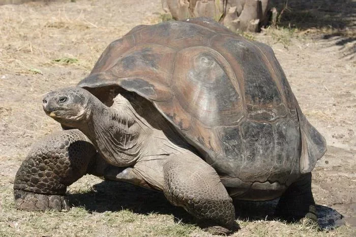 В Колумбии обнаружили гигантскую хищную черепаху