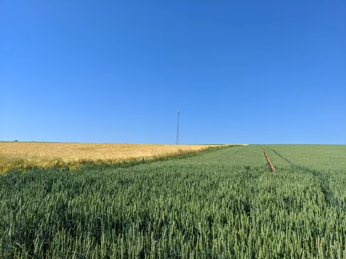 Working day - My, Mobile photography, Work, Summer, Field, Spikelet, Longpost