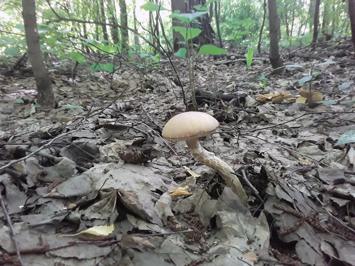 Saturday for mushrooms - My, Orenburg region, Mushrooms, Berries, Leisure, Walk, Longpost