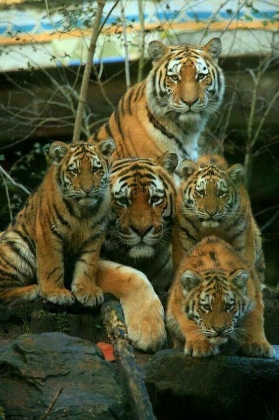 Big red family - Big cats, Cat family, Milota, Tiger, Animals, Redheads, The photo, Predator, , Tiger cubs, Family