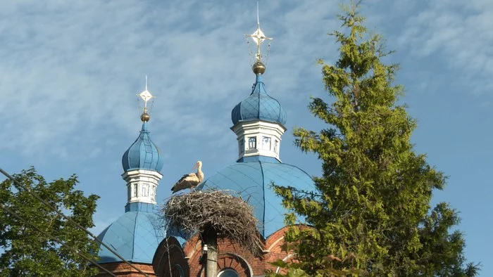 NEWS FROM THE NEST OF WHITE STORKS - Stork, White stork, Birds, Each creature has a pair, Gatchina, Longpost