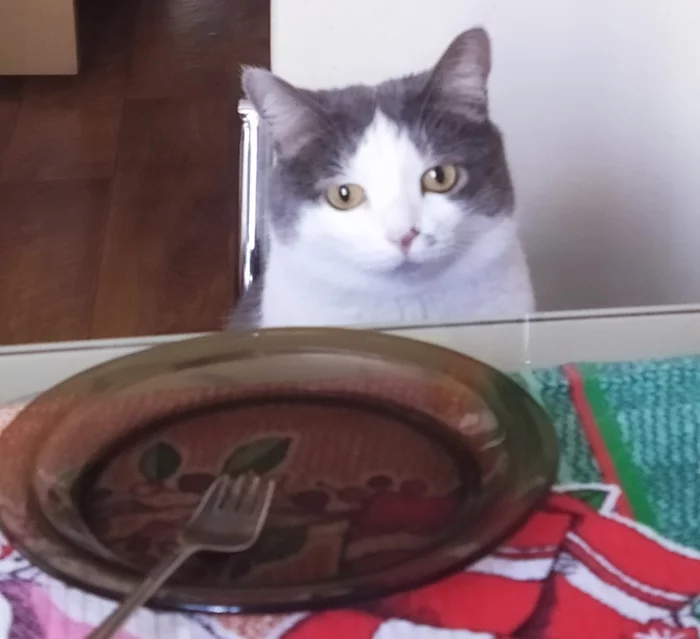 Motenka is waiting for dinner to be served! - Tricolor cat, cat