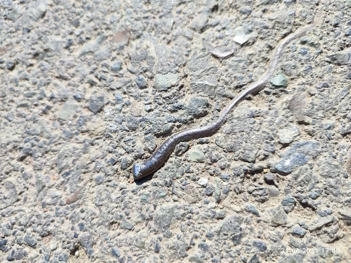 Tail of steel lizard) - My, Steel, Wire, Asphalt, , Longpost, Urbanism