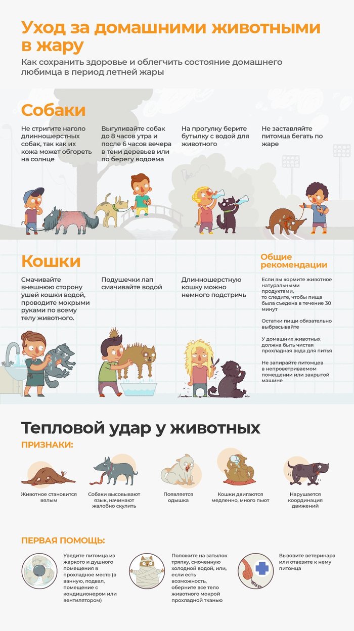 Как помочь домашним питомцам перенести летнюю жару