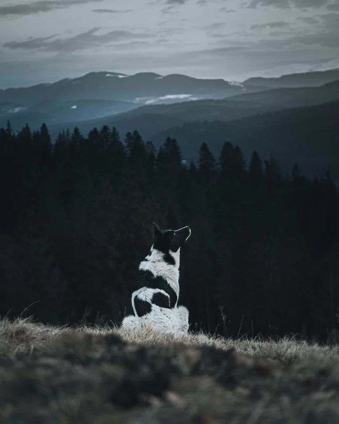 What's on the moon? - My, Dog, The mountains, Nature, Beam, Carpathians, The photo