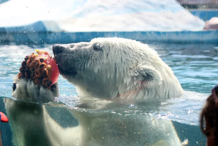 Animals are given popsicles due to abnormal heat - The Bears, Animals, Zoo, Limpopo, Nizhny Novgorod, Heat, June, Summer, , Fruit Ice, Yummy