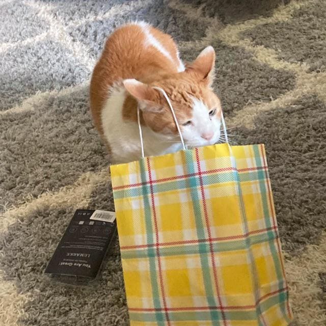 Из кодекса кота: "Кот должен знать что лежит во всех коробках и пакетах"