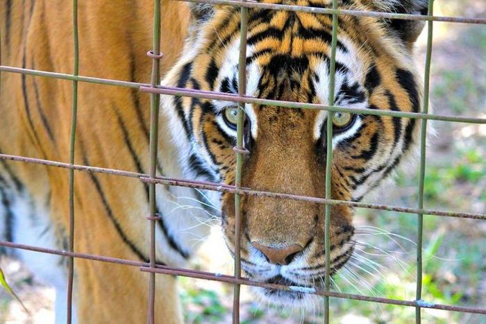 A decision was made regarding a tigress who kept the inhabitants of the villages of the Khasan district in fear - Tiger, Amur tiger, Big cats, Cat family, Khasan district, Primorsky Krai, Wild animals, Predator, , Tiger Center, Video