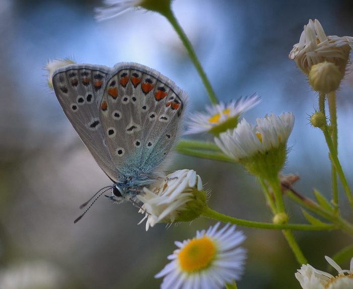 golubyanka - My, Butterfly, golubyanka, Macro photography, The photo, Insects