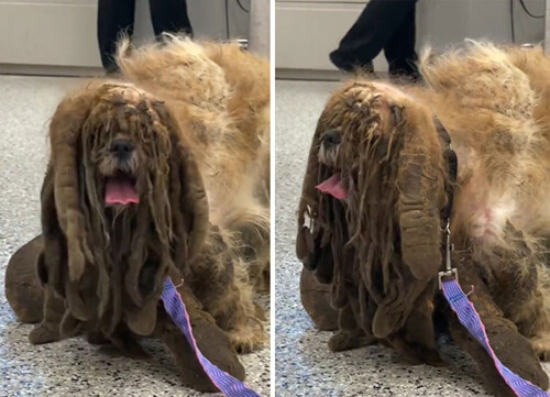 Abandoned dog becomes unrecognizable after haircut - Dog, Wool, Animals, Kindness, Volunteering, Longpost, Repeat