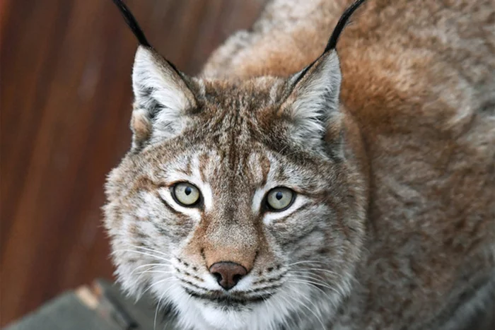 Or maybe the lynx is looking for a job? ... - Lynx, Small cats, Cat family, Predator, Wild animals, Company, Bashkortostan, Salavat, , Catching, , No casualties, Arguments and Facts