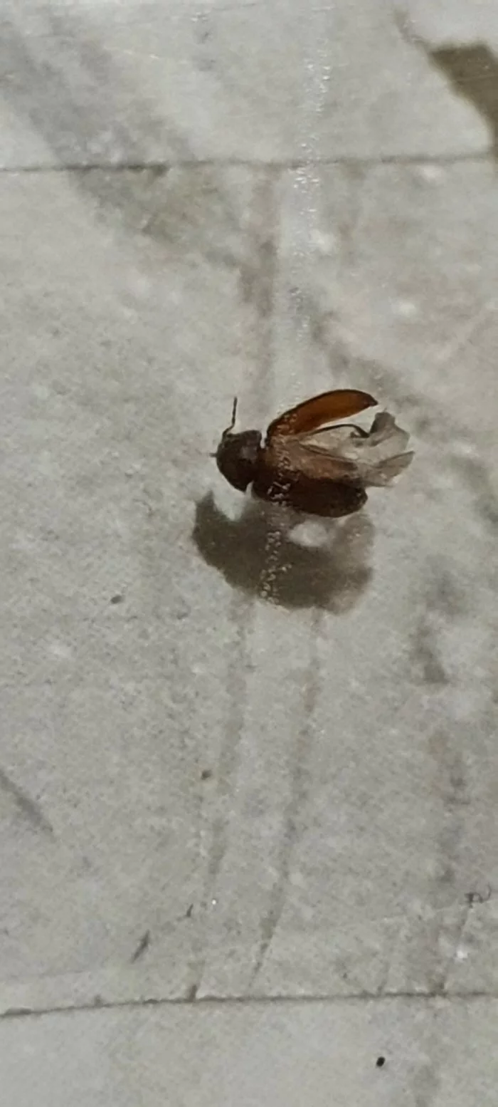 Help identify the insect - My, No rating, Insects, Help, Need advice, Problem, Longpost