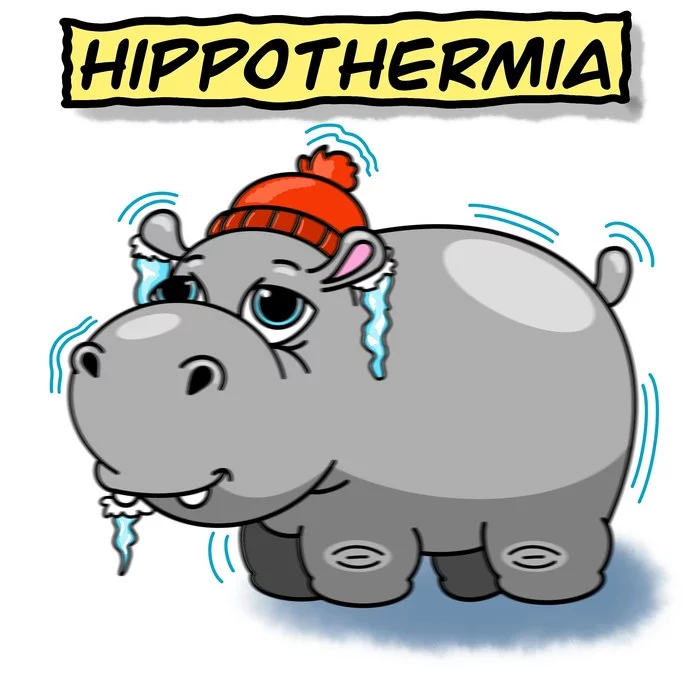 hippothermia - hippopotamus, HYPOTHERMIA, Literality, Drawing