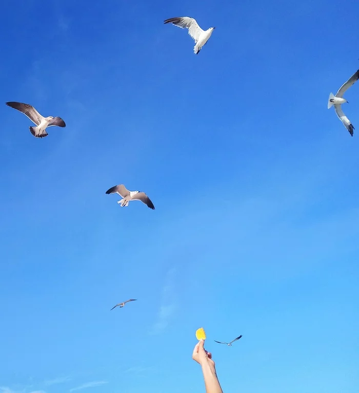 Feeding!) - My, Sky, Mexico, Seagulls, The photo, Minimalism