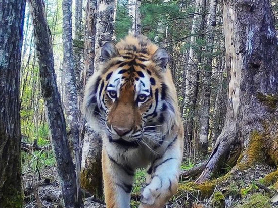 A young tiger caught in a camera trap in the Anyuisky National Park in the Khabarovsk Territory - Tiger, Amur tiger, Cat family, Khabarovsk region, Дальний Восток, National park, Reserves and sanctuaries, Phototrap, , Wild animals