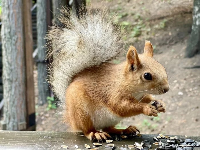 Photo of the day _ National Geographic right on the veranda - My, Squirrel, Impudence, Animals, Nature