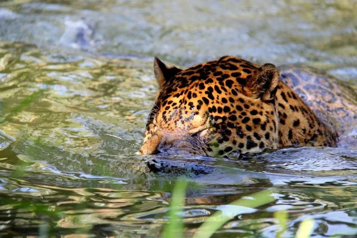 blind jaguar swimming - Jaguar, Big cats, Animals, The photo, Cat family, Longpost, South America, Predator, Reserves and sanctuaries, , Blindness